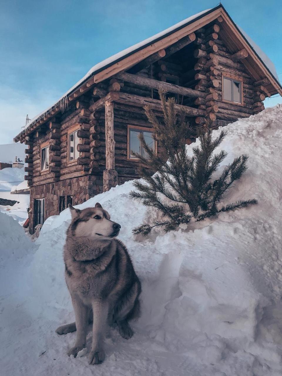 Mountain Cricket Chalets And Apartments Гудаури Экстерьер фото